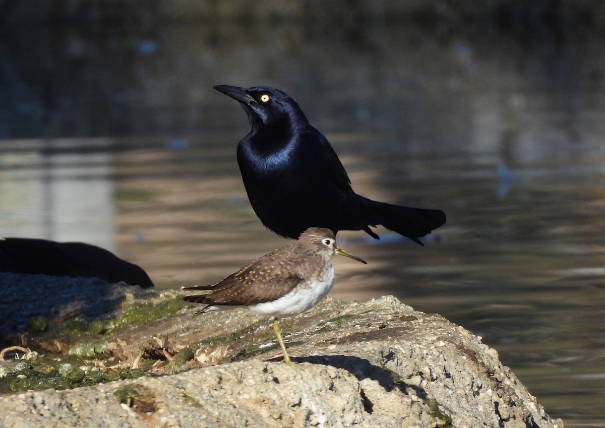 Solitary Sandpiper - ML632502897