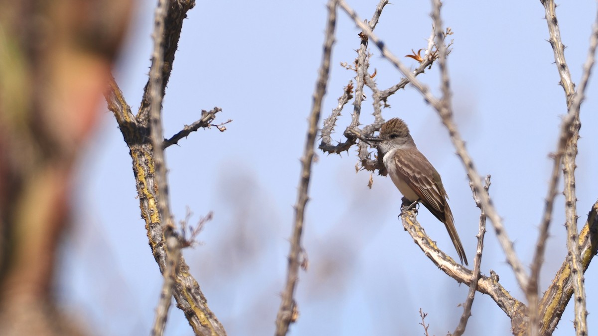 Ash-throated Flycatcher - ML632502968