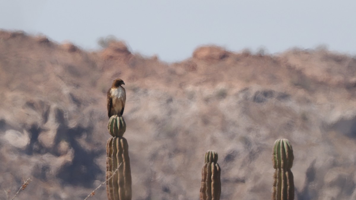 Red-tailed Hawk - ML632502972