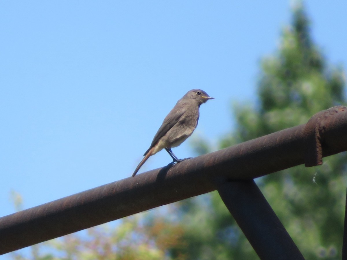 Black Redstart - ML632503139