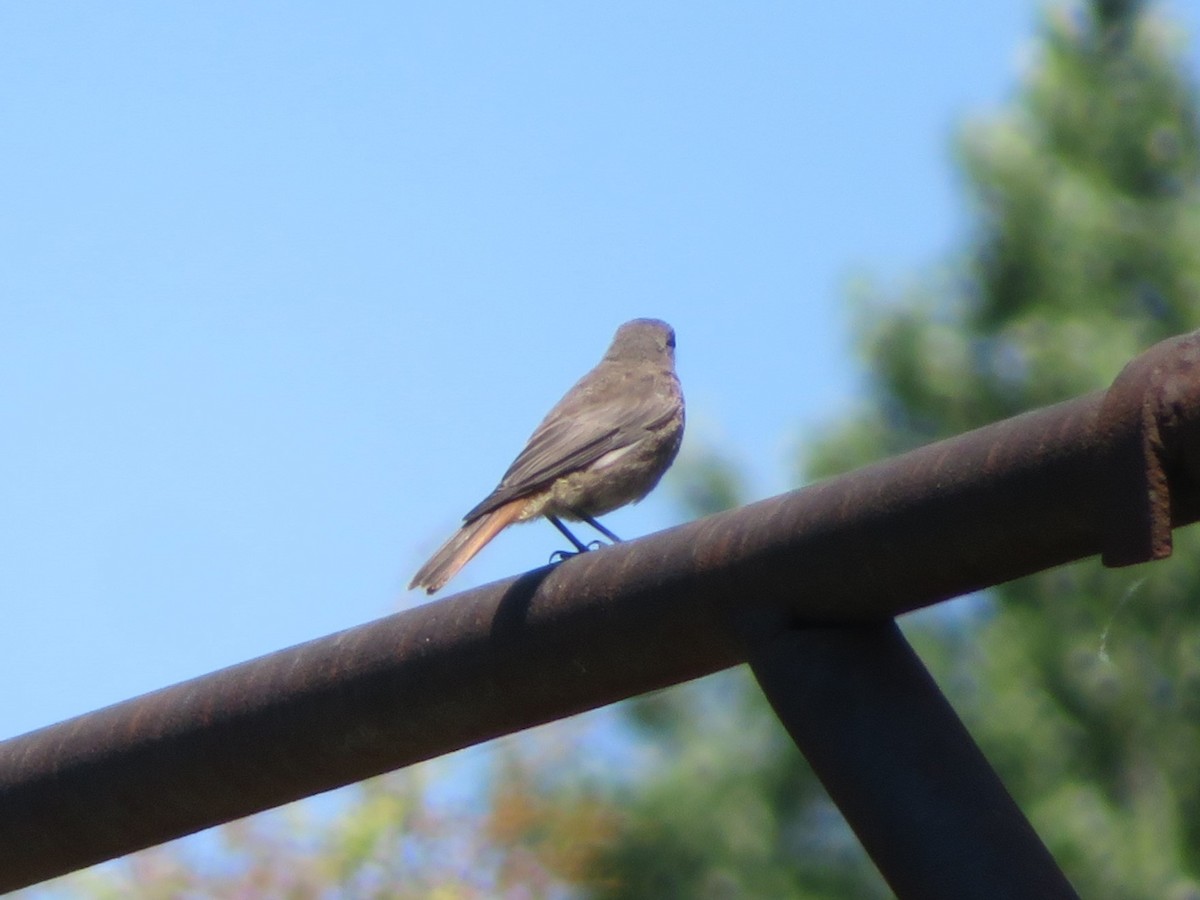 Black Redstart - ML632503140