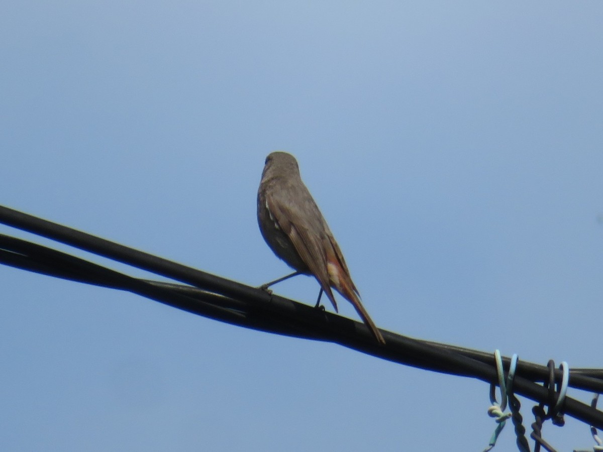 Black Redstart - ML632503141