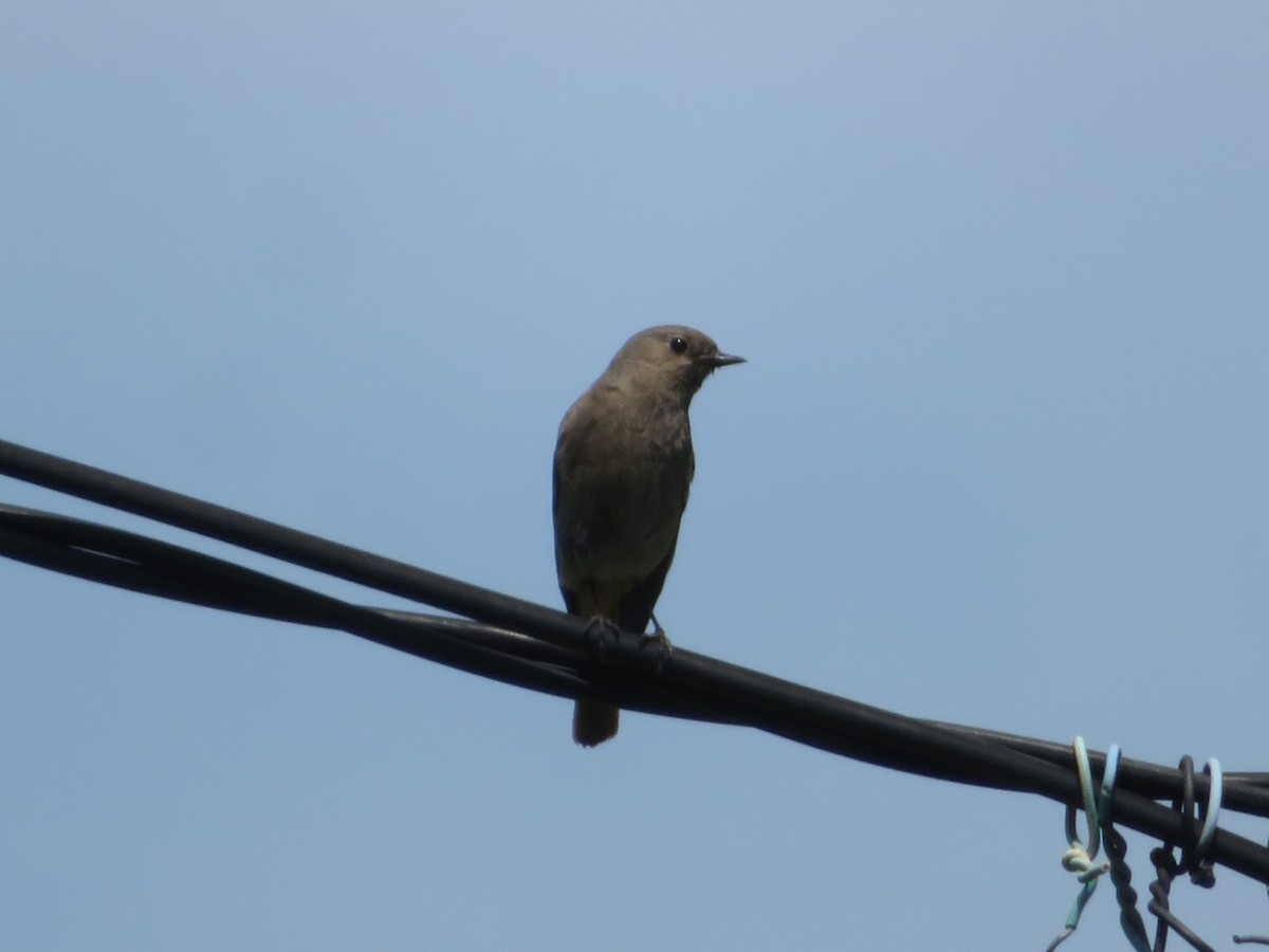 Black Redstart - ML632503142