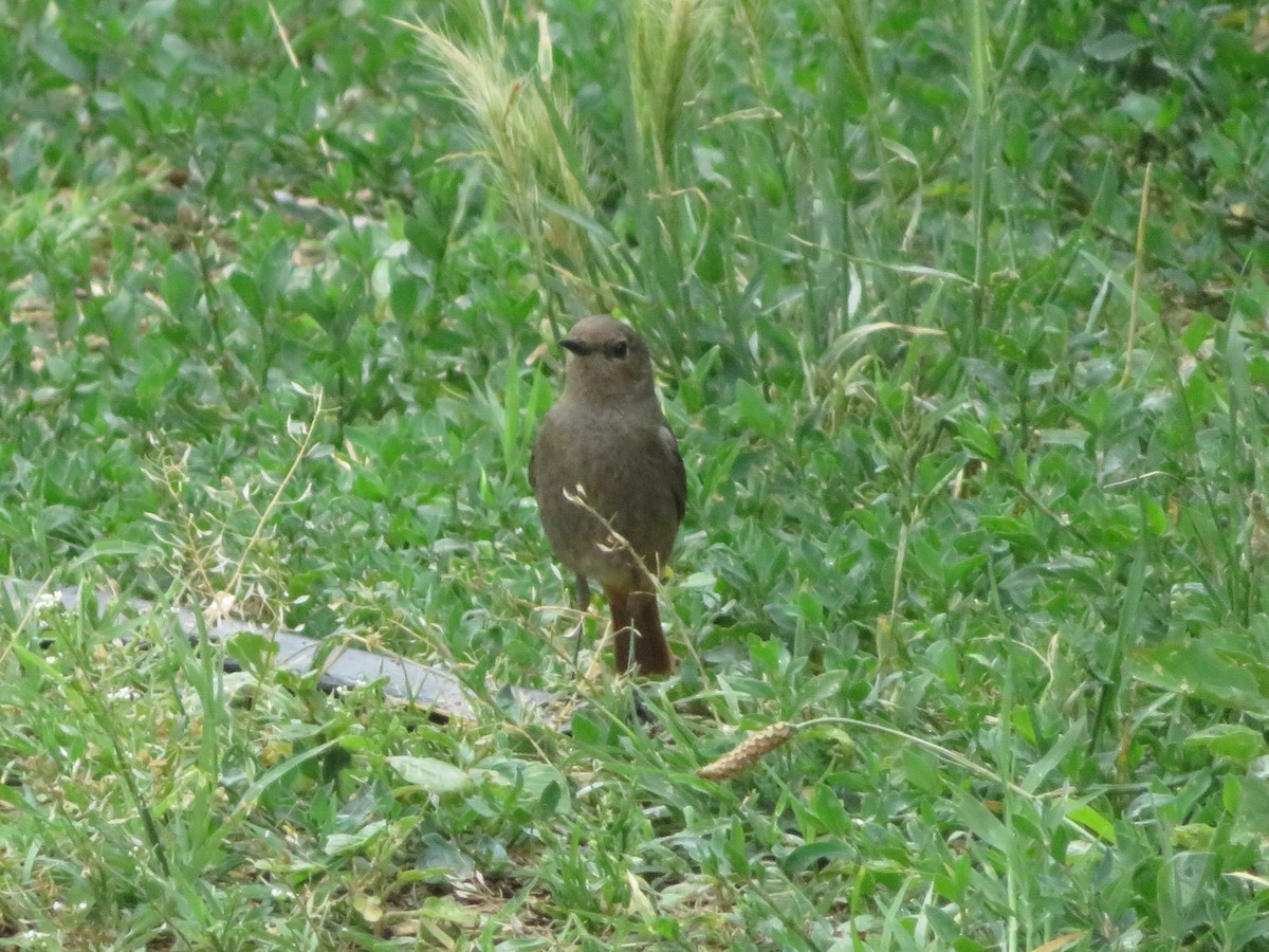 Black Redstart - ML632503143