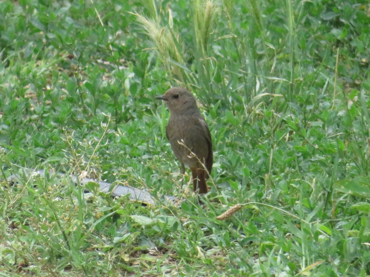 Black Redstart - ML632503144