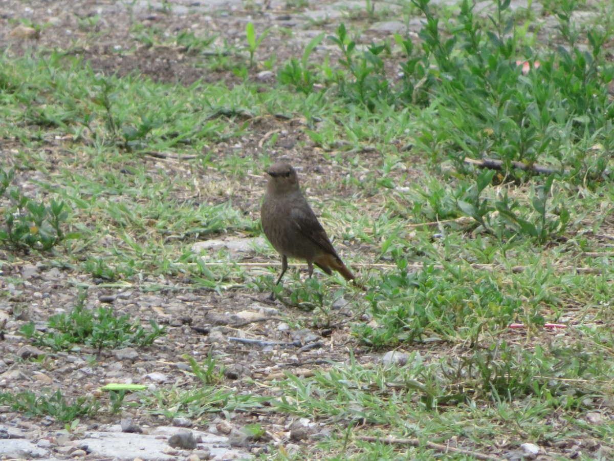 Black Redstart - ML632503145