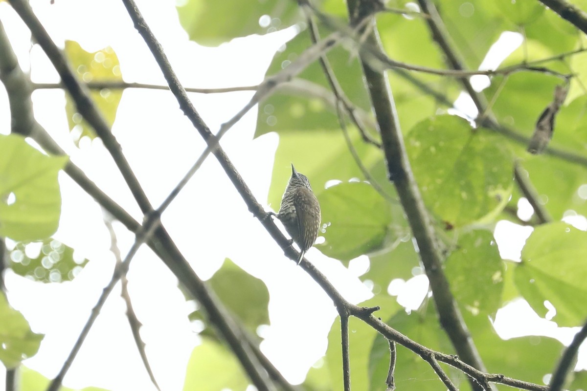 Lafresnaye's Piculet - ML632503147