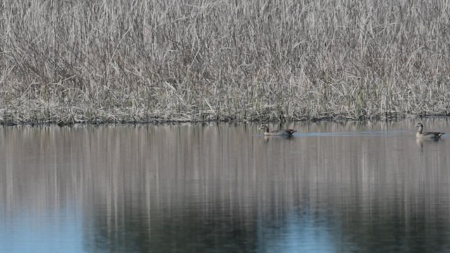 Egyptian Goose - ML632503208