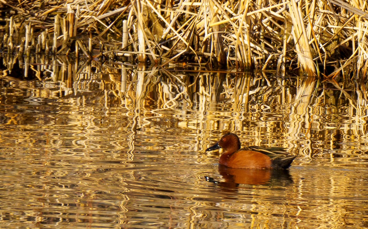 アカシマアジ - ML632503247