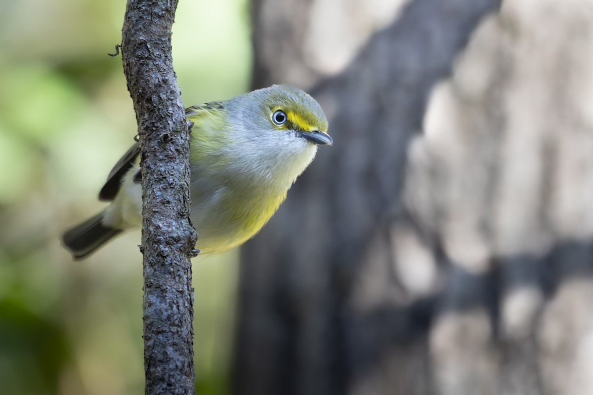 White-eyed Vireo - ML632503381
