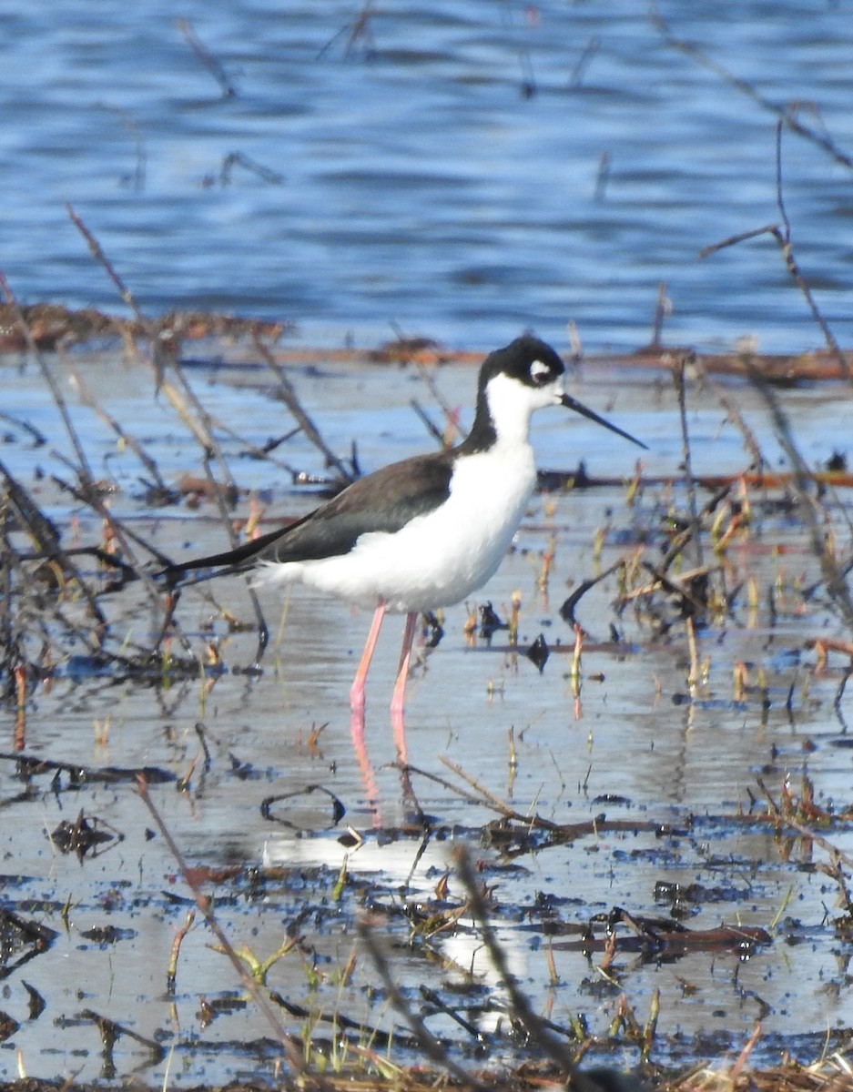 Black-necked Stilt - ML632503456