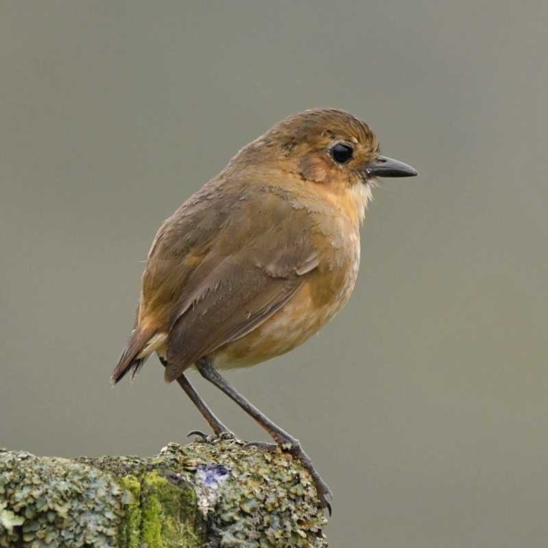Boyaca Antpitta - ML632503491