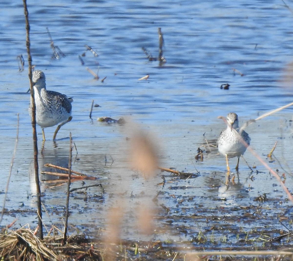 Greater Yellowlegs - ML632503522