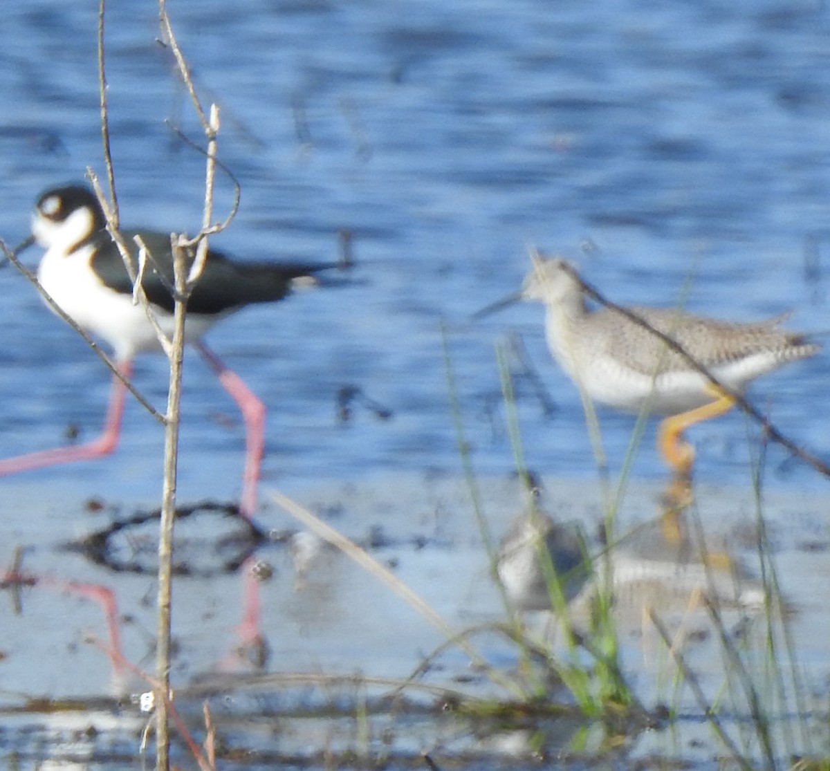 Greater Yellowlegs - ML632503523