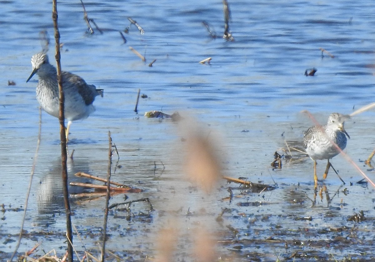 Greater Yellowlegs - ML632503524