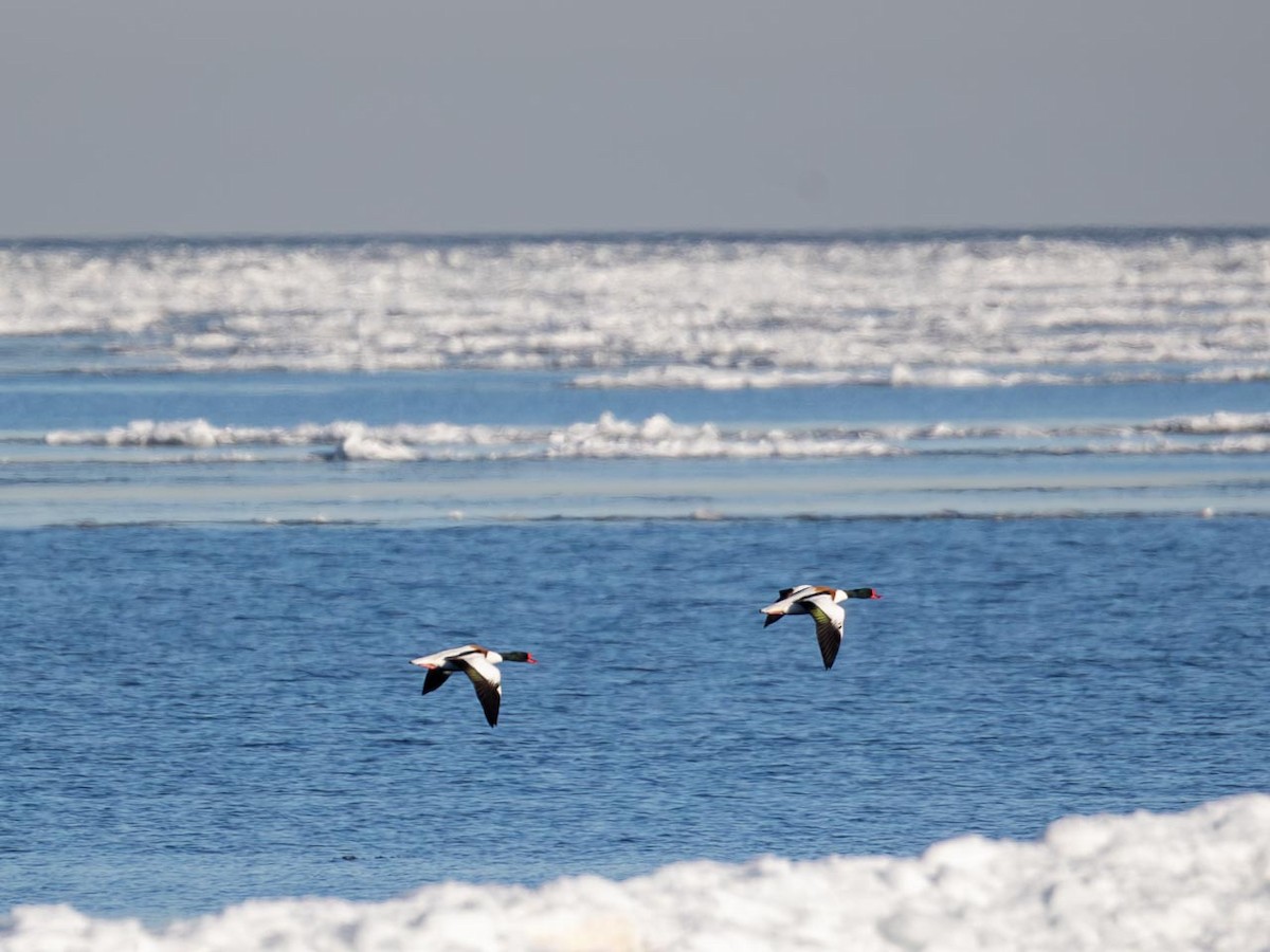 טדורנה - ML632503620
