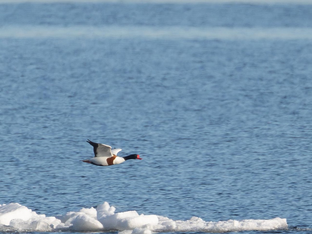 טדורנה - ML632503621
