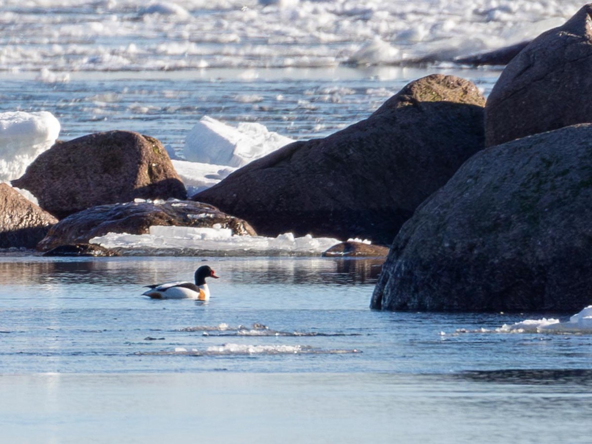 טדורנה - ML632503622