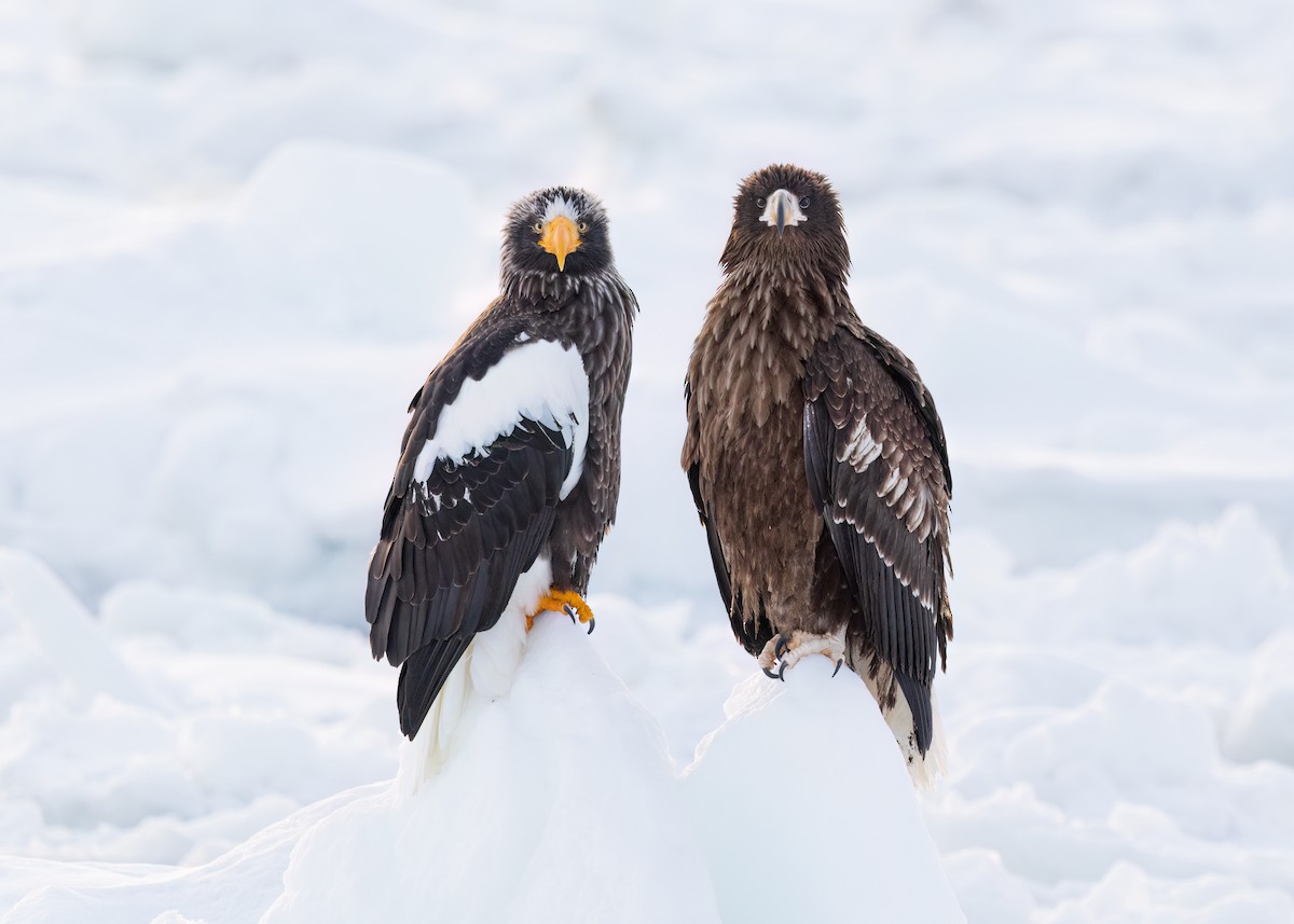 Steller's Sea-Eagle - Liang-Hsien 亮賢 Chiang 江