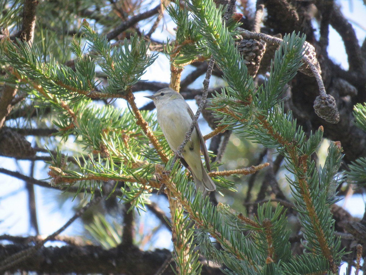 Tennessee Warbler - Dave Slager