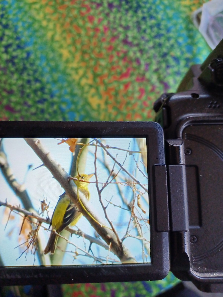 Western Tanager - ML632504047