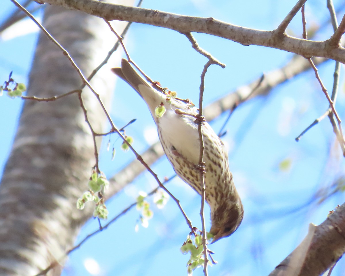 Purple Finch - ML632504175