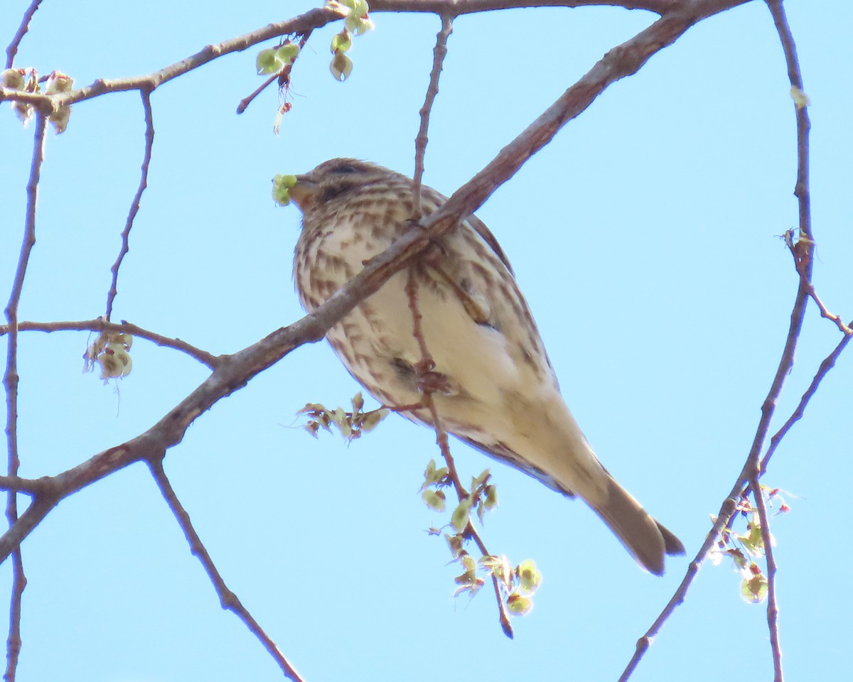 Purple Finch - ML632504208