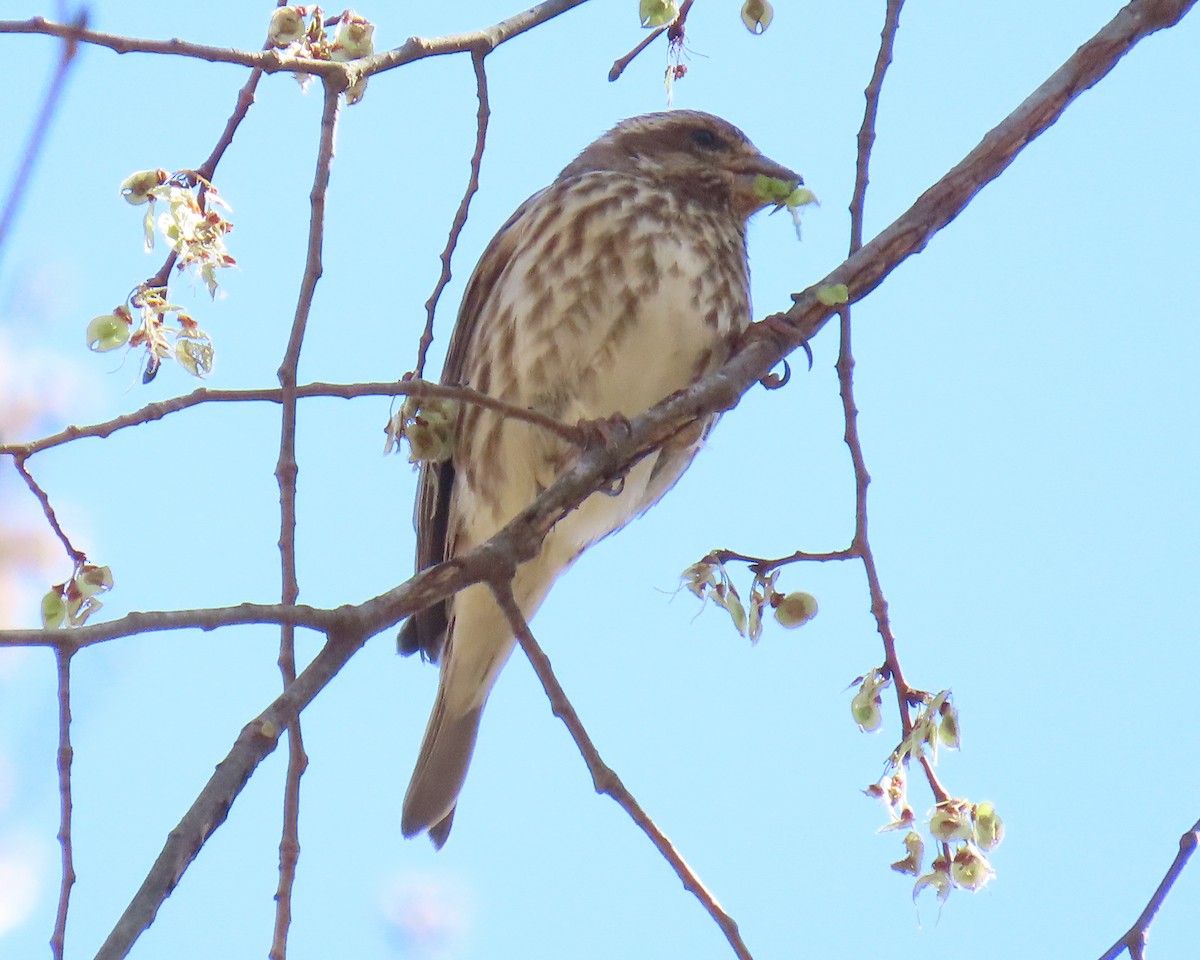Purple Finch - ML632504210
