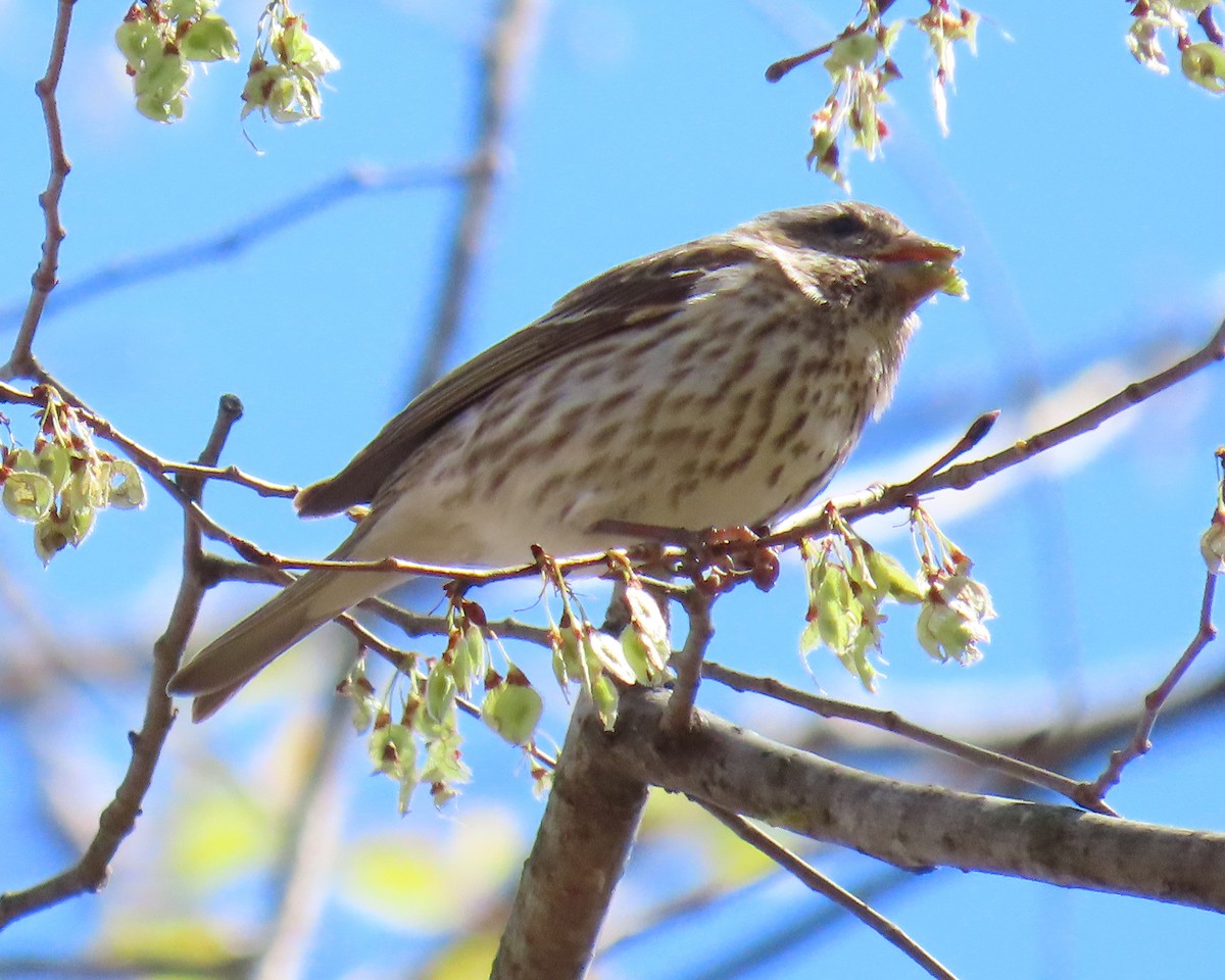 Purple Finch - ML632504253
