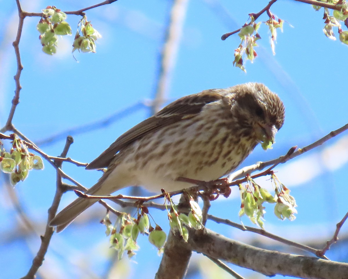 Purple Finch - ML632504254