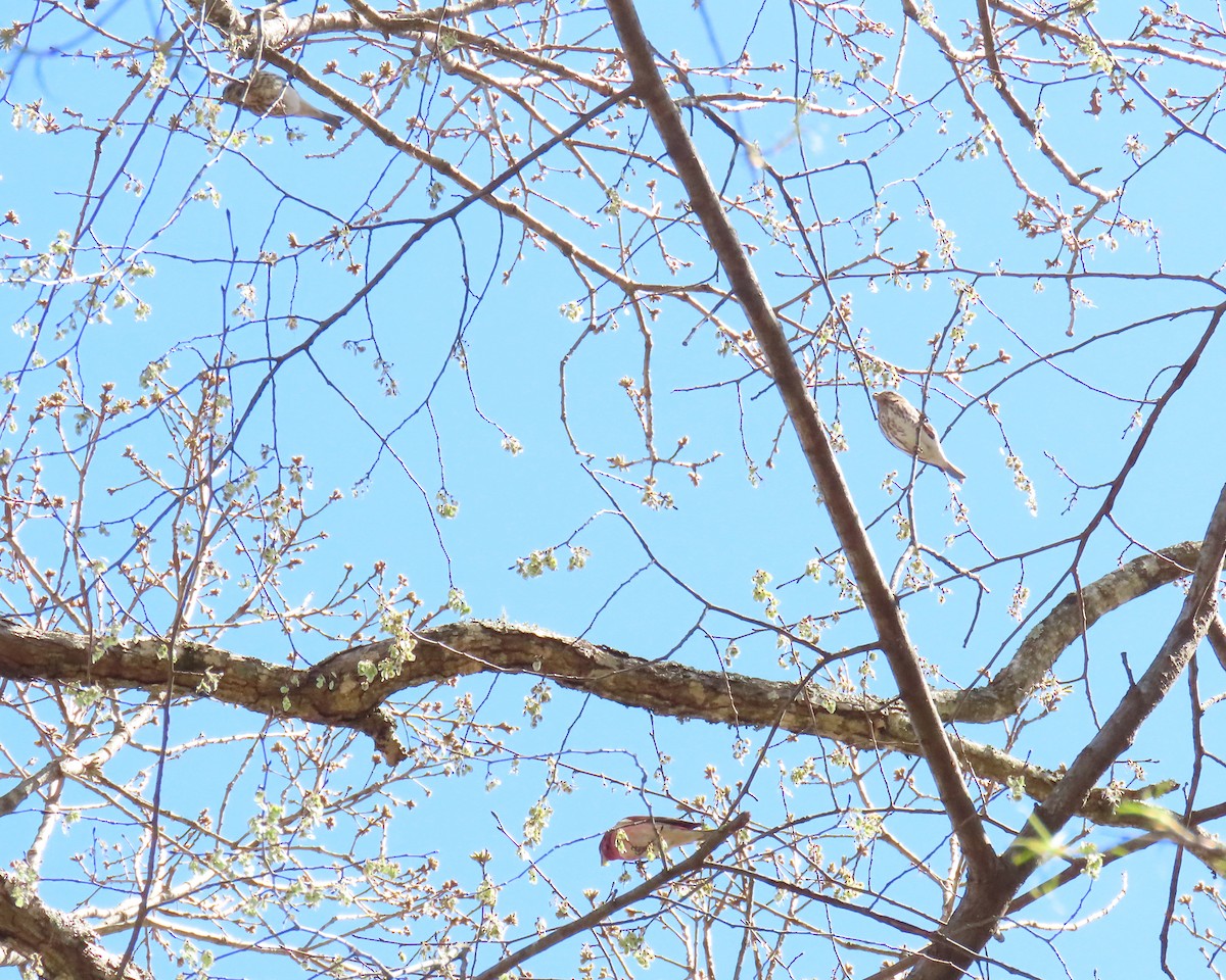 Purple Finch - ML632504255