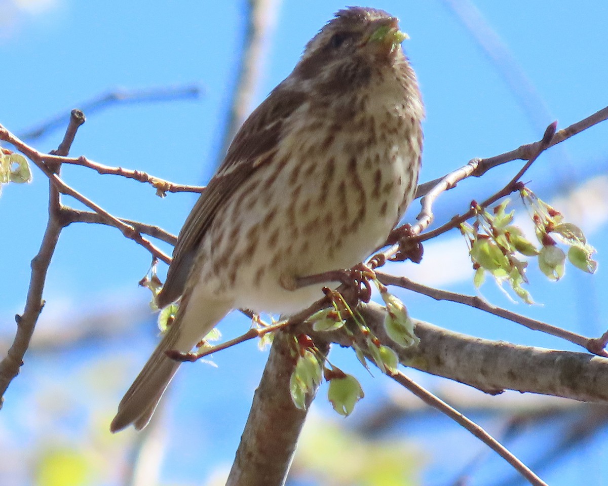 Purple Finch - ML632504282