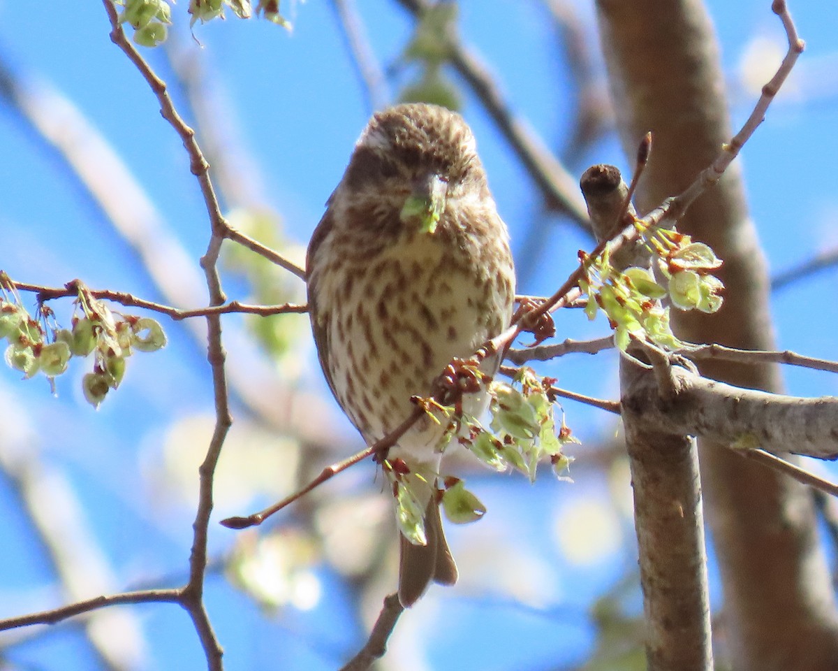 Purple Finch - ML632504283