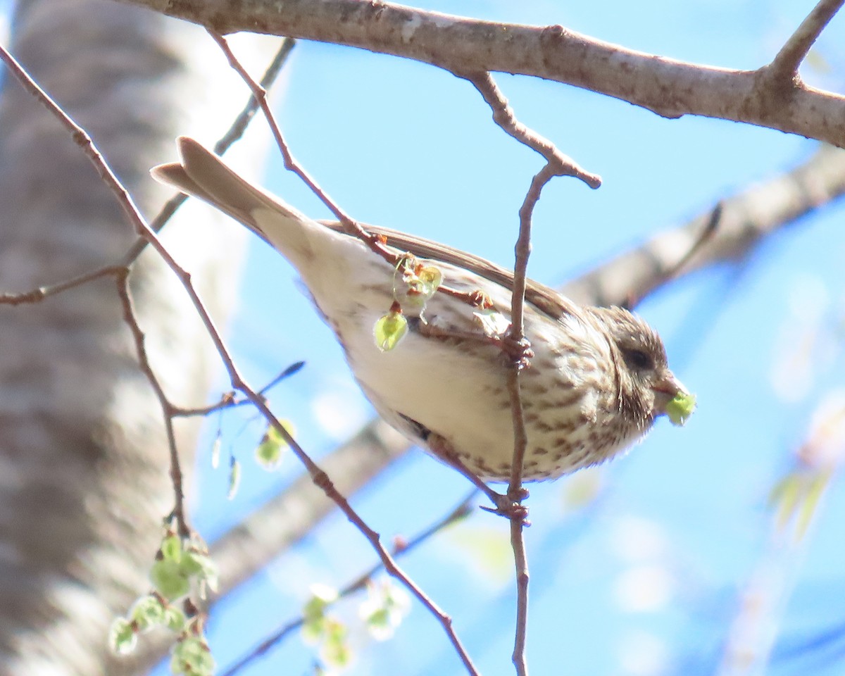 Purple Finch - ML632504339