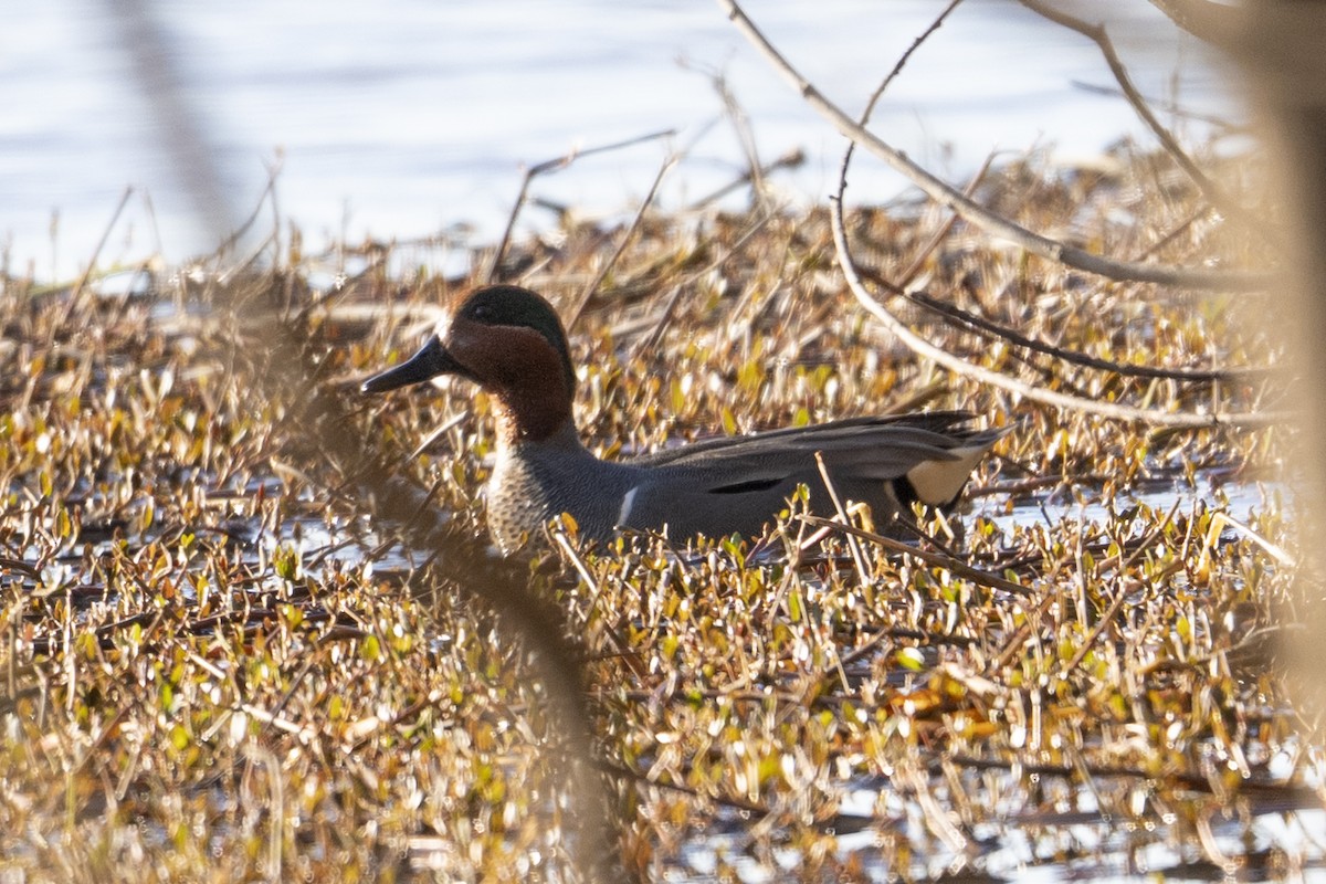 Green-winged Teal - ML632504340