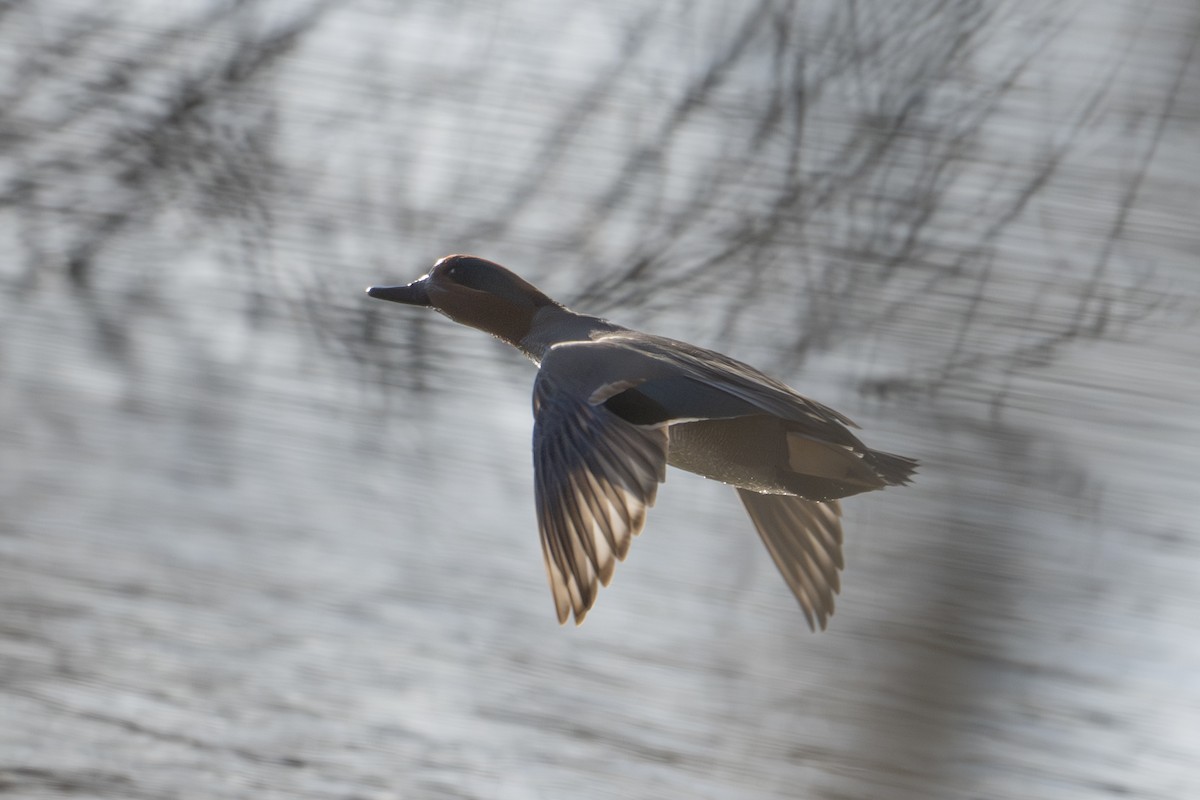 Green-winged Teal - ML632504341