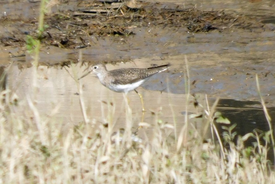 Solitary Sandpiper - ML632504459