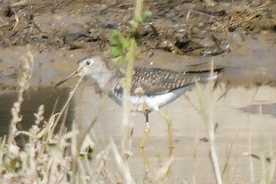 Solitary Sandpiper - ML632504460