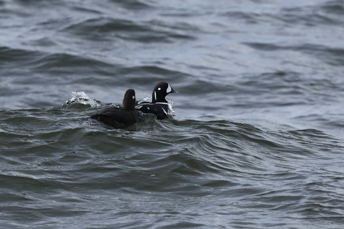 Harlequin Duck - ML632504589