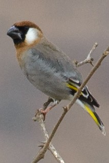 Arabian Grosbeak - ML632504604