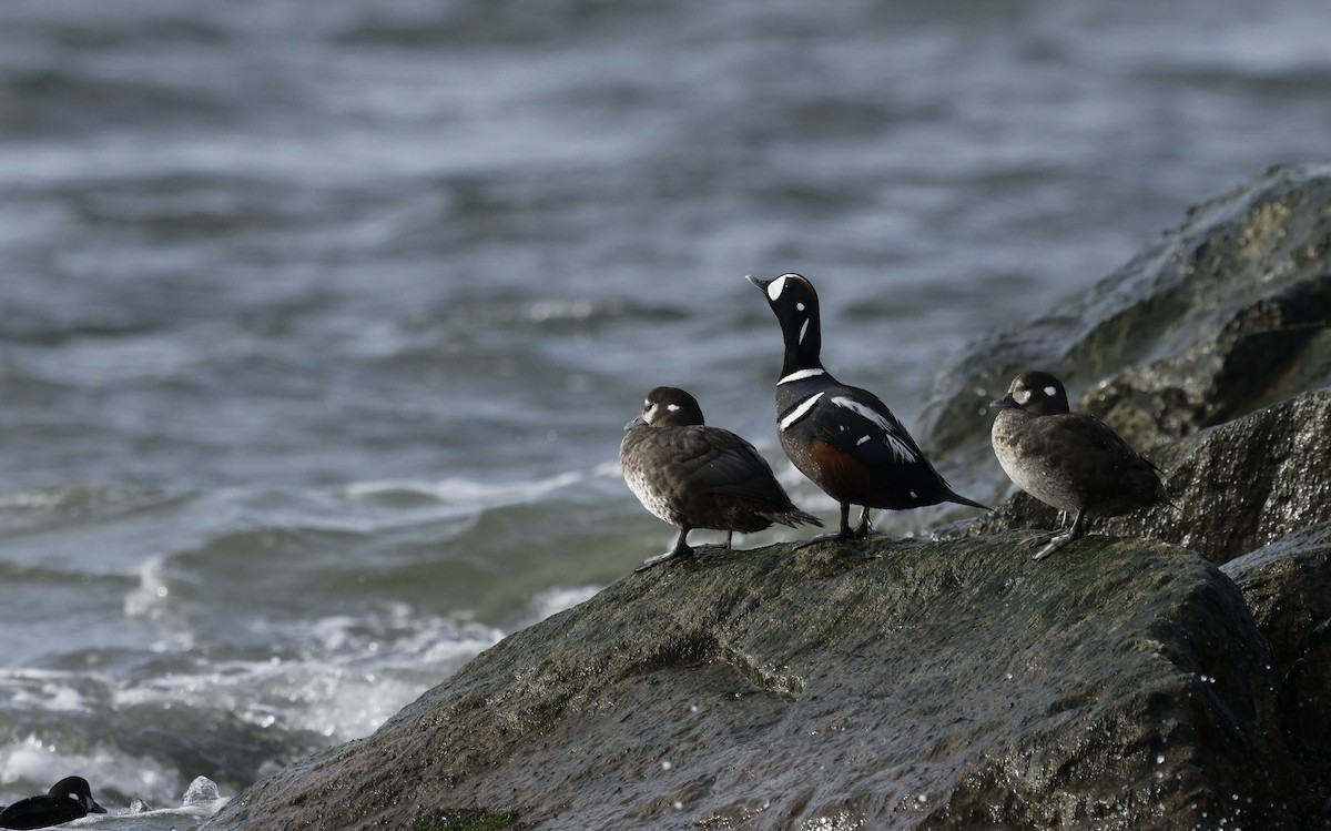 Harlequin Duck - ML632504651