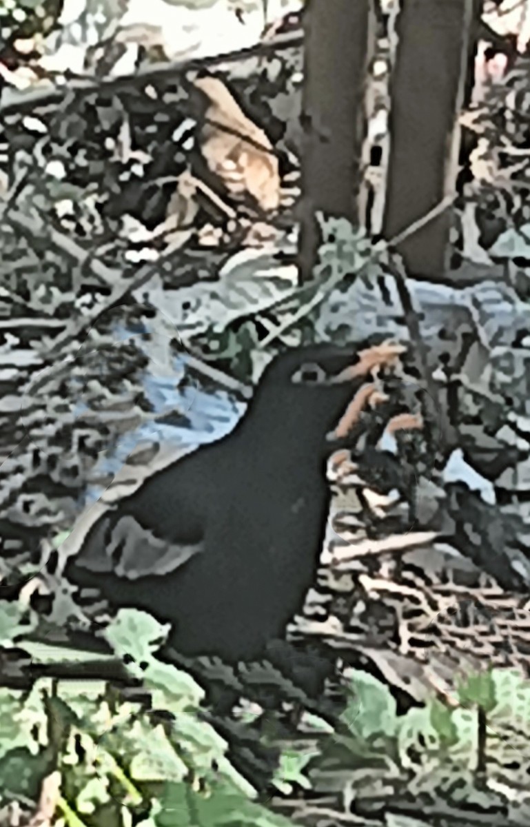 Gray-winged Blackbird - ML632504665