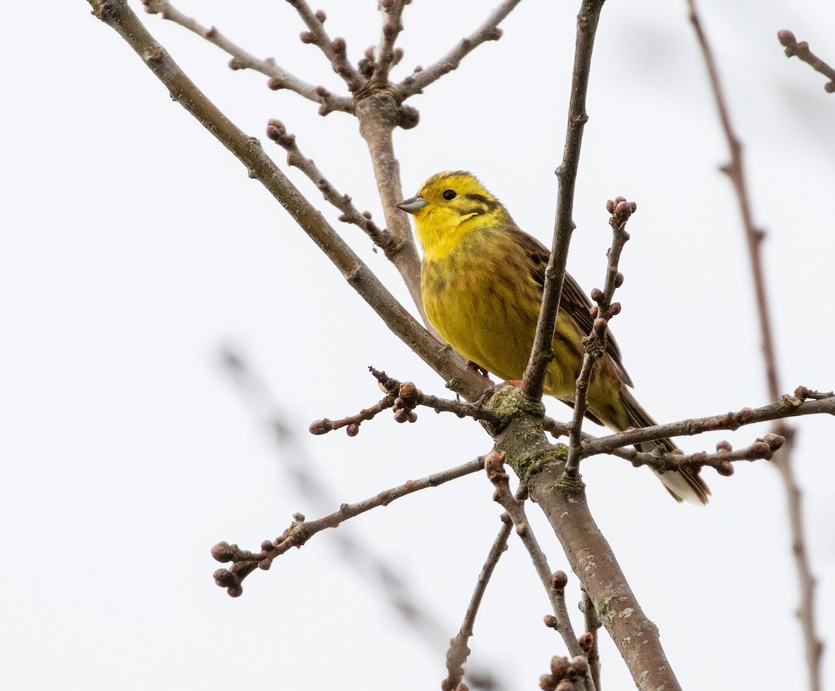 Yellowhammer - ML632504751