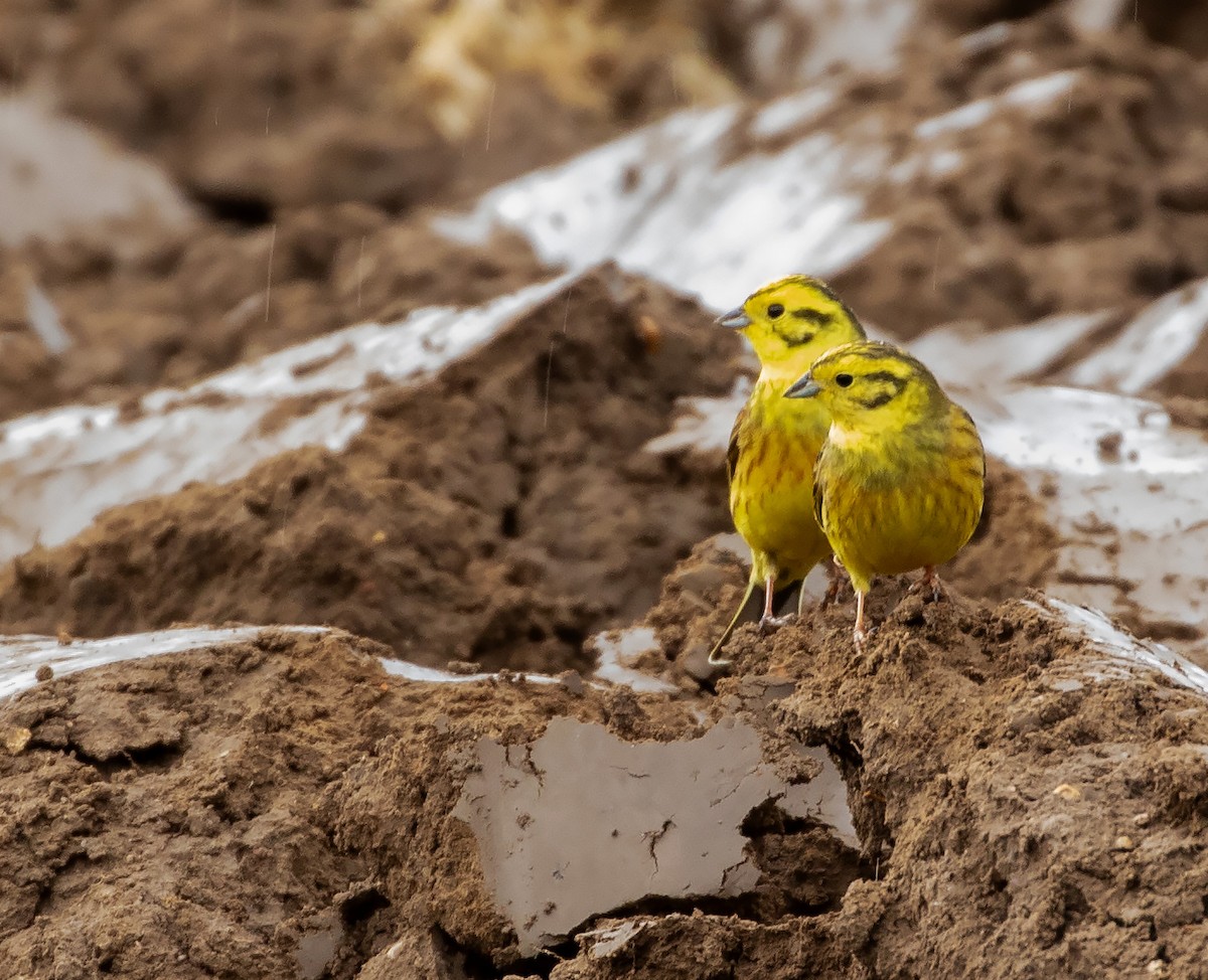 Yellowhammer - ML632504757