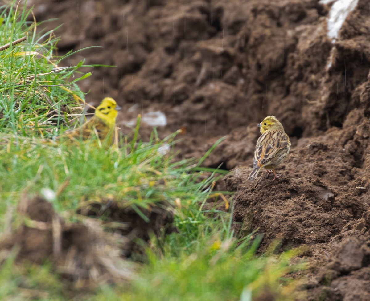 Yellowhammer - ML632504760
