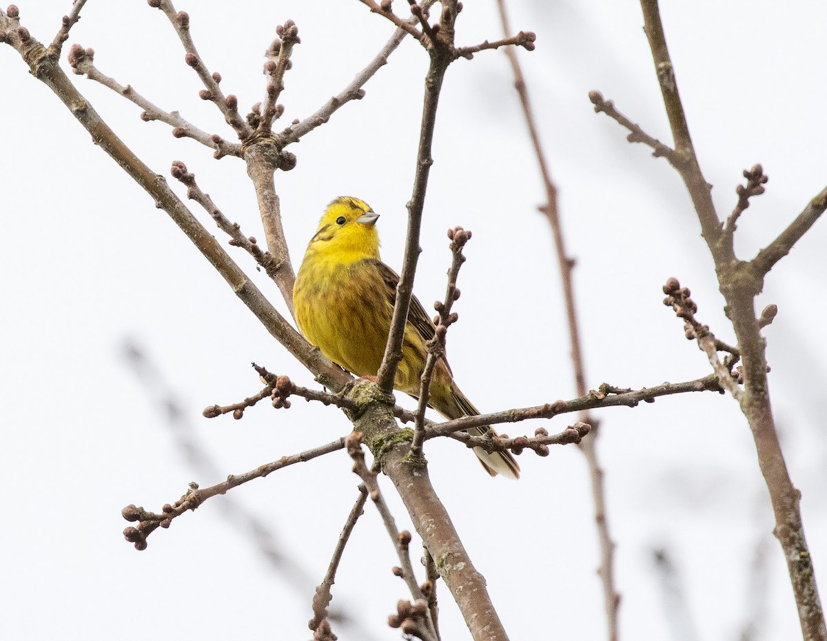 Yellowhammer - ML632504777