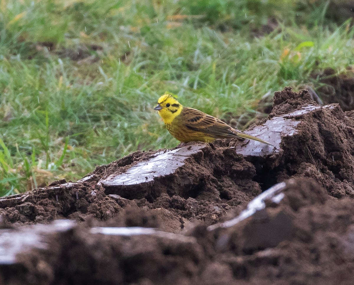 Yellowhammer - ML632504786