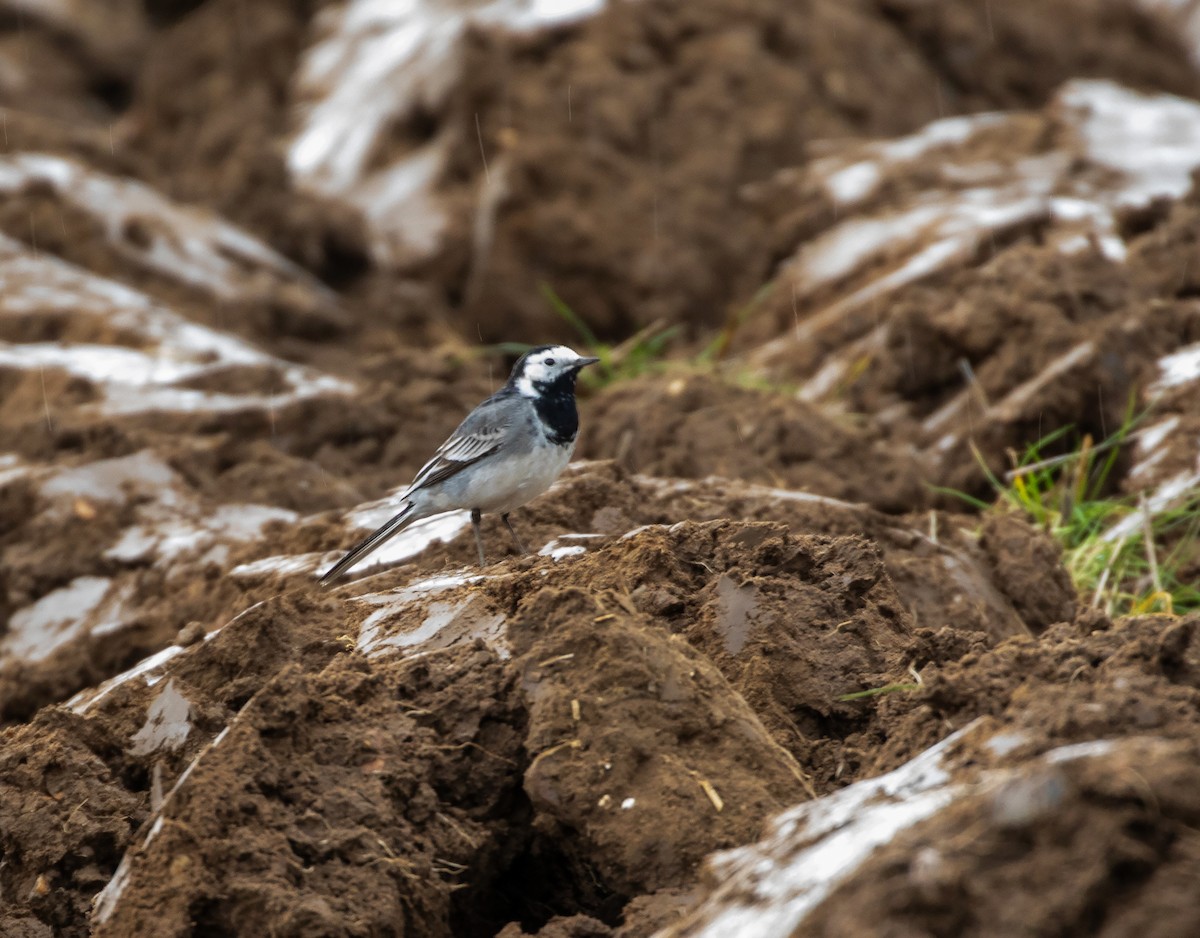 White Wagtail (British) - ML632504800