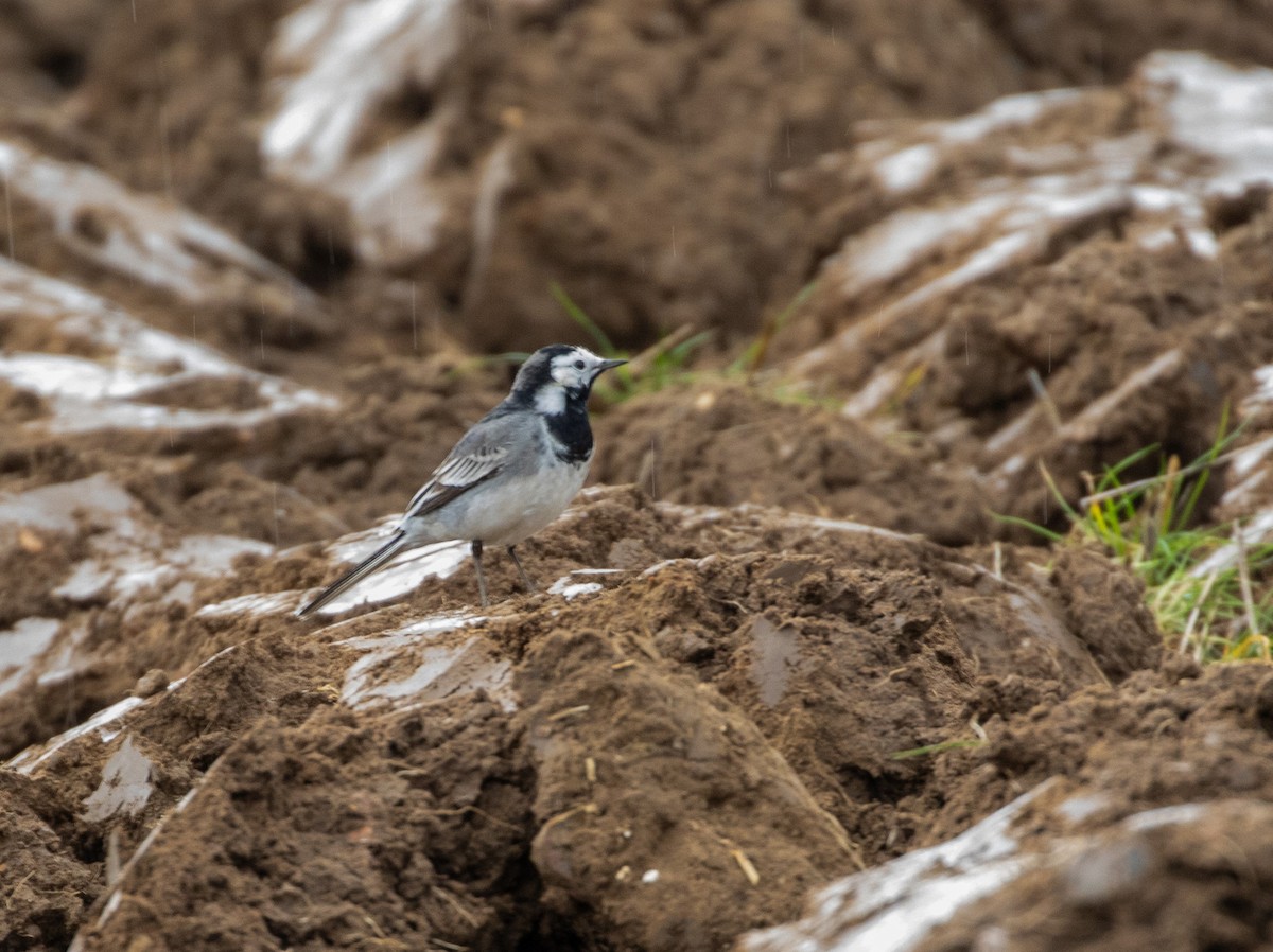 White Wagtail (British) - ML632504803