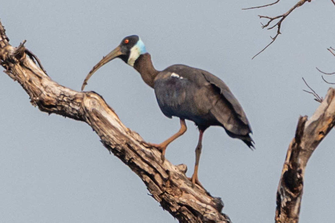 White-shouldered Ibis - ML632504890